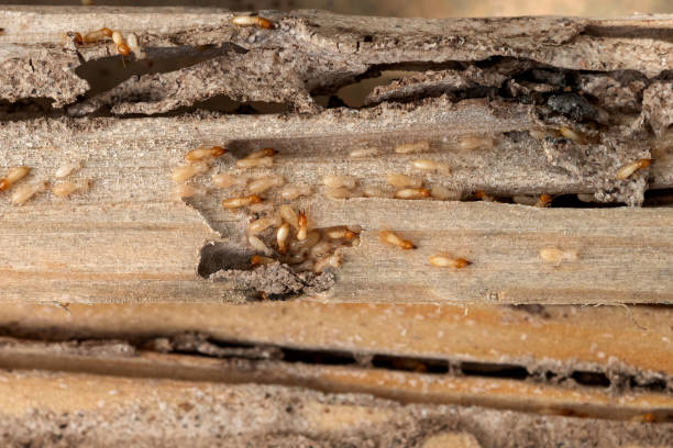 Best Pest Control Treatment  in New Paleste, IN